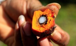 Biocombustíveis de óleo de palma não diminuíram, acusa associação Zero
