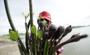 Angola plantou este ano um milhão de mangues para reflorestamento dos mangais