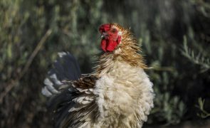 Confirmado quarto foco de gripe das aves em Portugal - DGAV
