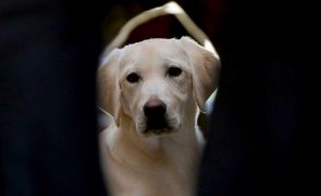 Cães de assistência passam a dispor de identificação digital antifraude