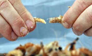 Investigadores do Porto vão usar cascas de camarão para obter produtos sustentáveis