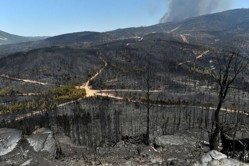 Mais de 128.000 hectares ardidos, maior área da última década em período homólogo