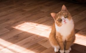 É possível comunicar com gatos (e é muito simples). A Ciência explica como