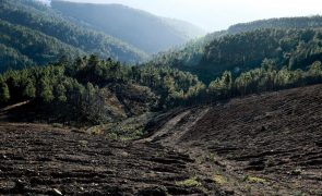 Governo anuncia 2,3 milhões de euros para ações de produtores florestais