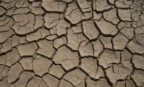 FAO pede ajuda urgente para agricultores e pastores do Corno de África afetados pela seca