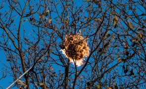 Quatrocentos ninhos de vespa velutina destruídos em Cinfães em 2021