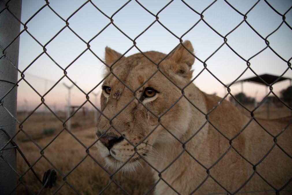 Dois pumas e três leões contaminados com covid-19 na África do Sul