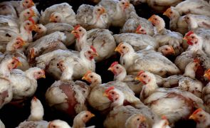 França vai abater até 2,5 milhões de aves para travar gripe aviária