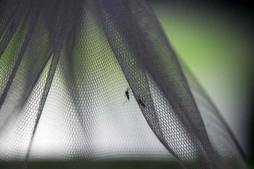 Investigadores de Coimbra desenvolvem produtos para controlo do mosquito que transmite doenças