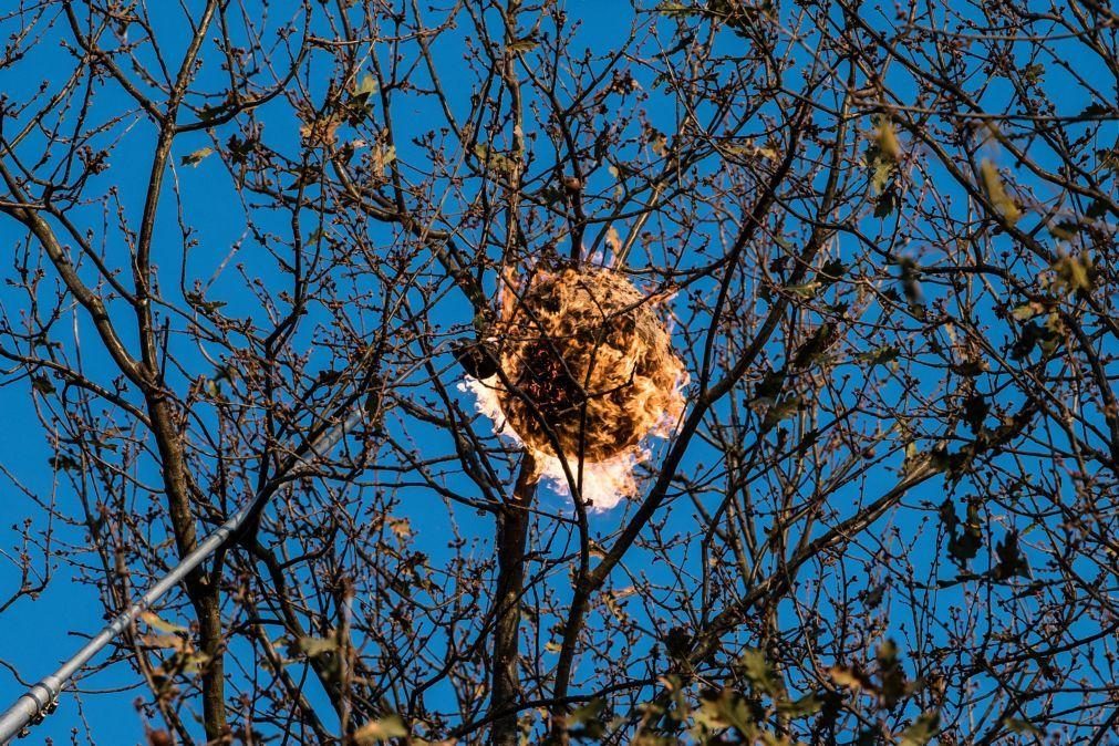Destruídos 362 ninhos de vespa asiática em Cabeceiras de Basto em 2021