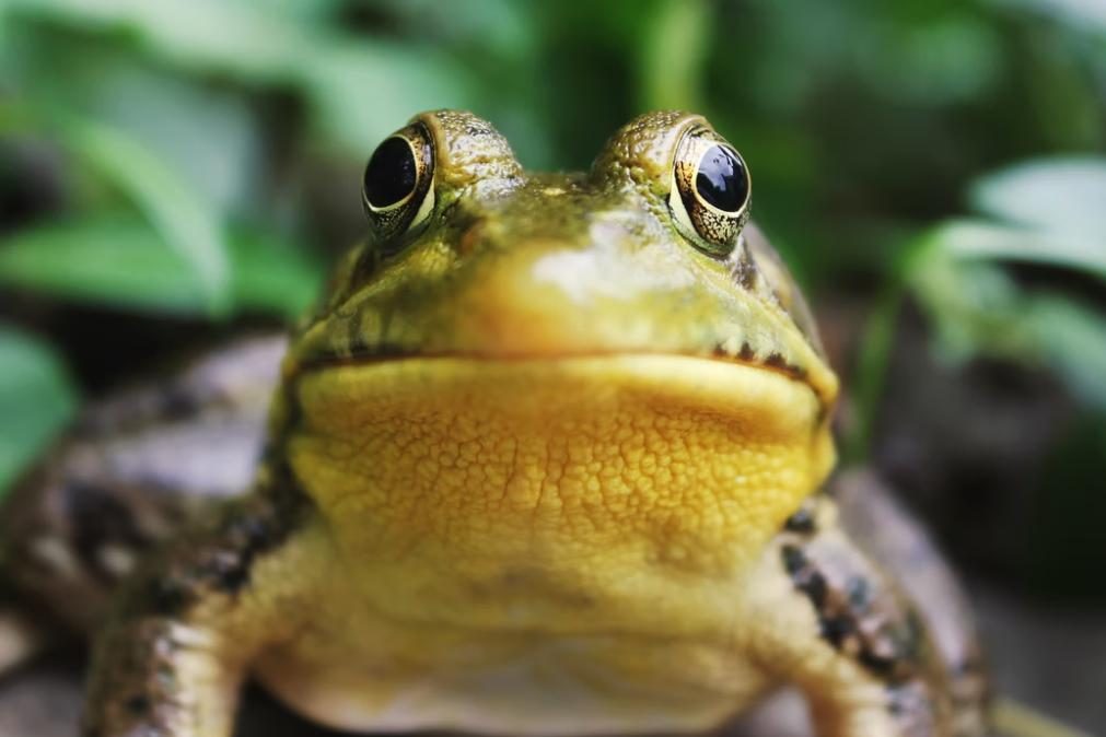 Cientistas capazes de regenerar pernas amputadas em sapos adultos