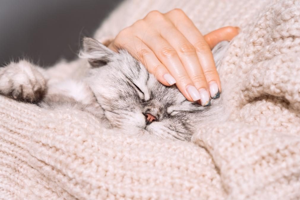 Descubra por que os gatos adoram dormir no peito dos donos