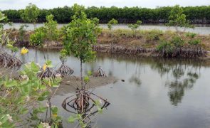 Moçambique acolhe projeto para plantar mangais como créditos de carbono