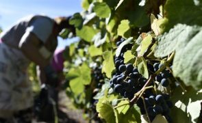 Seca: Falta de água pode condicionar produção de vinho do Dão