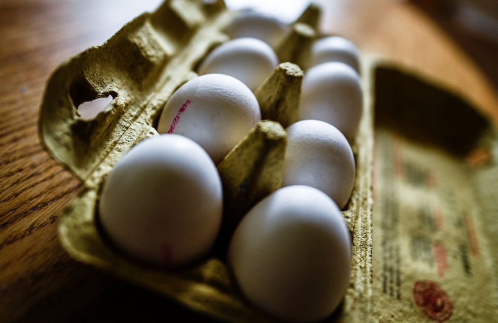 Bélgica acusa Holanda de saber de ovos contaminados desde novembro