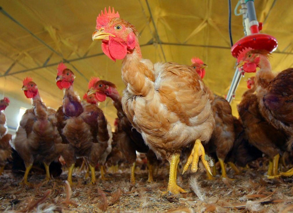 Confirmado foco de gripe das aves em Torres Vedras