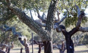 Governo autoriza abate de 1.079 sobreiros em Gavião e Quercus manifesta-se contra
