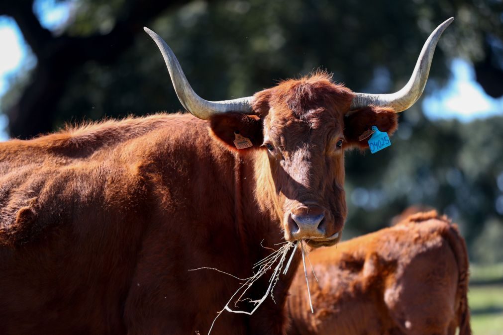 Criadores de gado biológico pedem suspensão de regime alimentar devido à seca