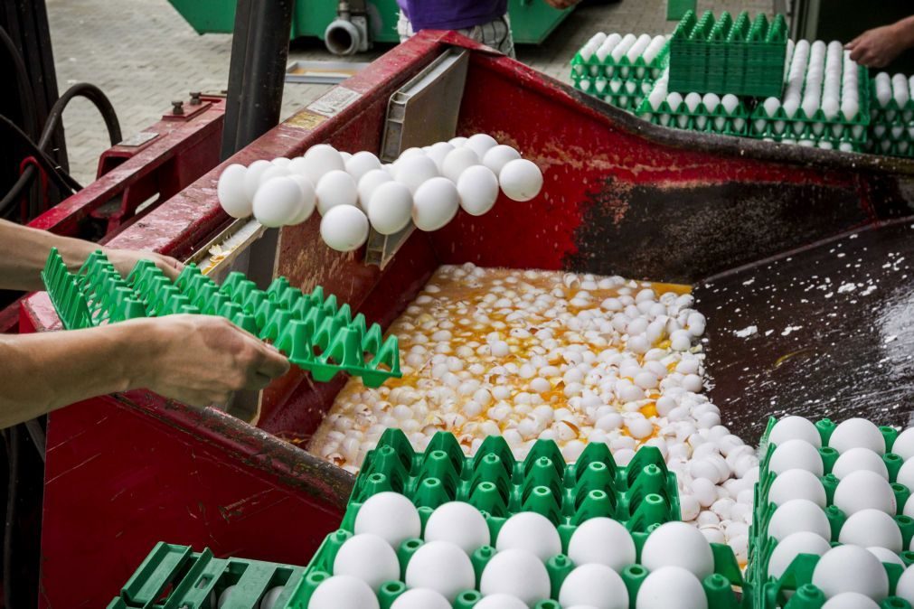 Reino Unido importou quase 700.000 ovos contaminados com fipronil