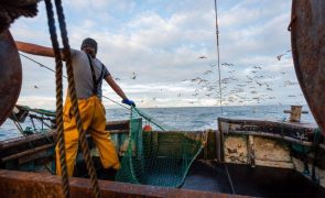 GNR da Nazaré apreende 770 quilos de pescada sem as medidas legais