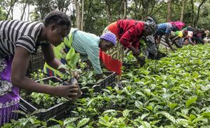 Maior plantação de café de Moçambique já envolve 1.600 camponeses
