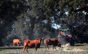 Seca: Agricultores do Alentejo vendem gado mais cedo devido a 