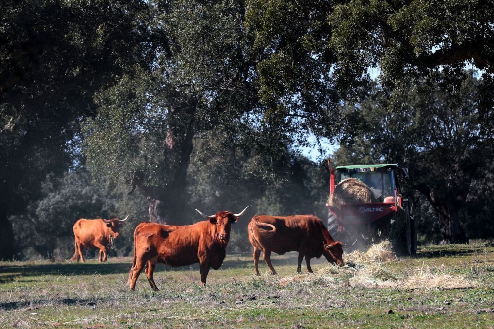 Seca: Agricultores do Alentejo vendem gado mais cedo devido a 