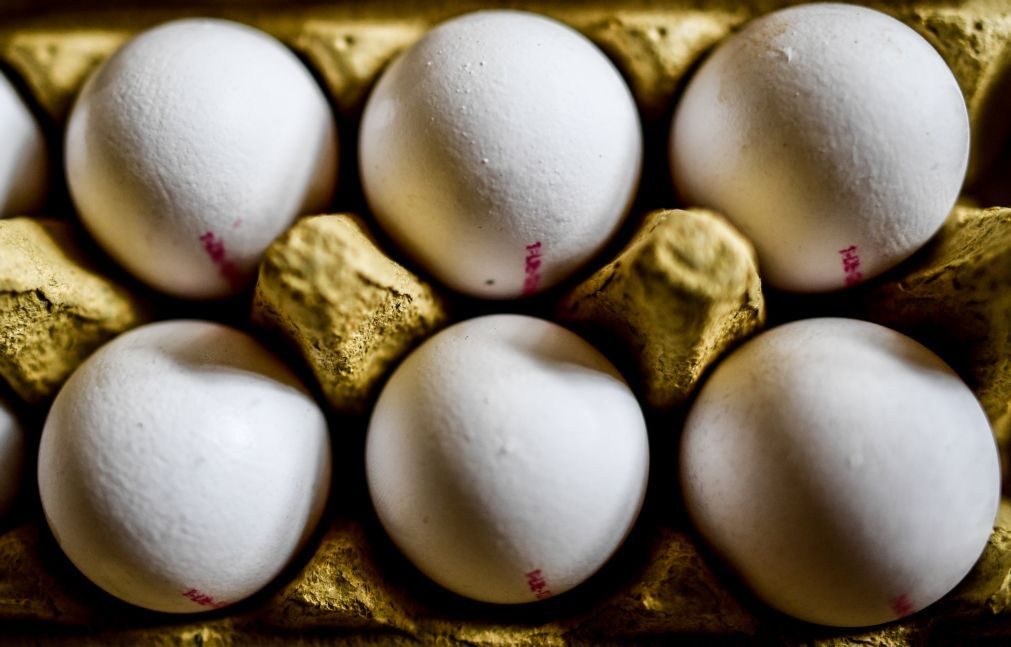 Vinte toneladas de ovos contaminados com fipronil vendidas na Dinamarca