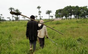 Ladrões de gado abatem a tiro homem no nordeste da Guiné-Bissau
