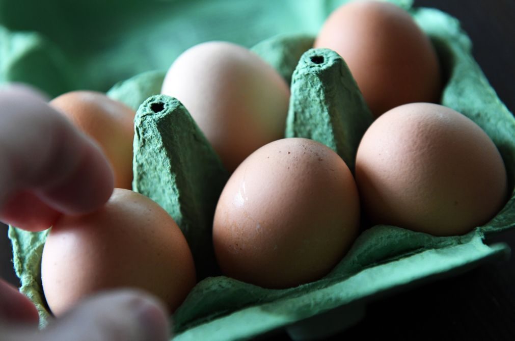 Doze países afetados com ovos contaminados com Fipronil
