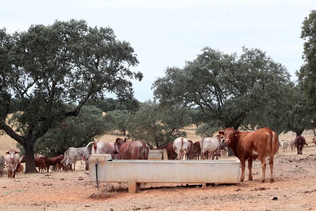 Seca: Alentejo cria mais pontos de água para gado e suspende novos furos em duas zonas