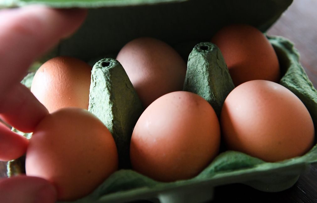 Comissão confirma ovos contaminados em 15 países da UE, Suíça e Hong Kong