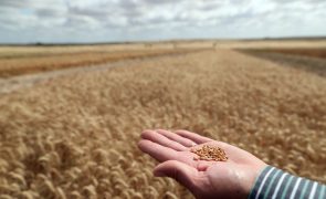 Ucrânia: Preço do trigo de moagem dispara para 322,5 euros por tonelada