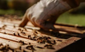 Apicultor coloca vespas na caixa de correio de jovem após ser rejeitado