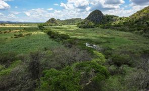 Alterações climáticas podem vir a transformar Amazónia numa savana