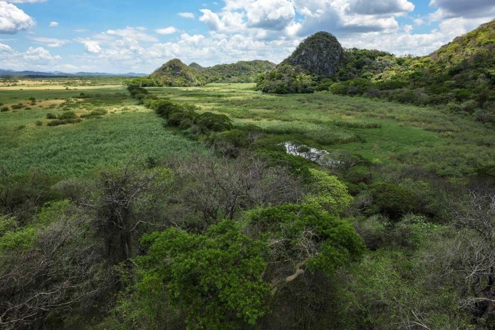 Alterações climáticas podem vir a transformar Amazónia numa savana