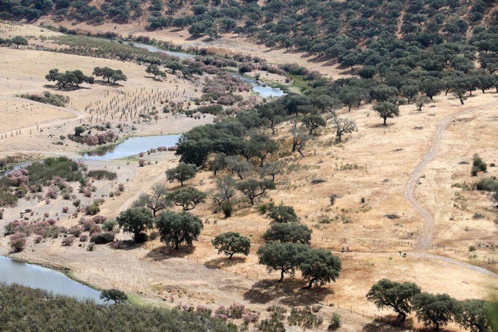 Identificado abrigo de morcegos que poderá ser o maior do género em Portugal