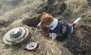 Patron, o Jack Russell Terrier que é um herói improvável da guerra da Ucrânia