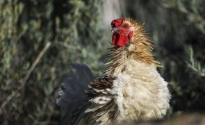Portugal contabiliza 20 focos de infeção pela gripe das aves