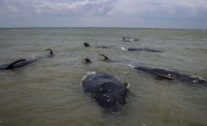 Pelo menos 29 baleias-piloto morrem após ficarem presas na Nova Zelândia