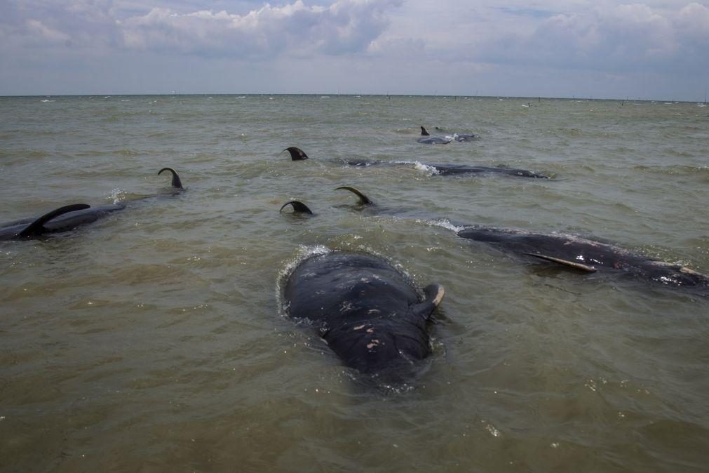 Pelo menos 29 baleias-piloto morrem após ficarem presas na Nova Zelândia