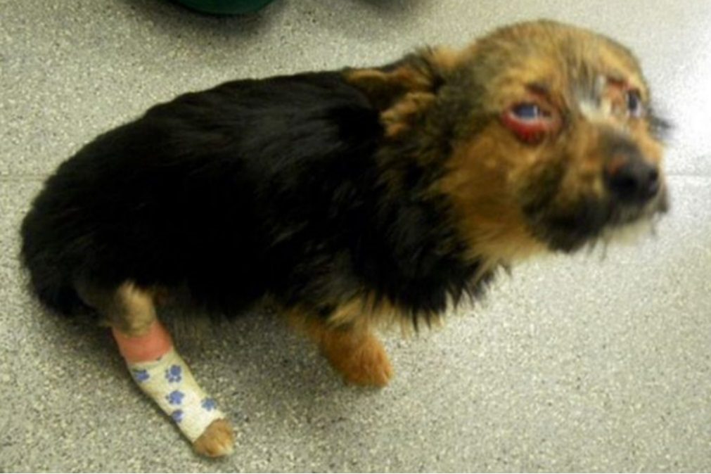 Cão torturado durante horas tem reação inesperada