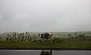 Mais de 60 produtores dos Açores trocaram o leite pela carne em menos de dois anos