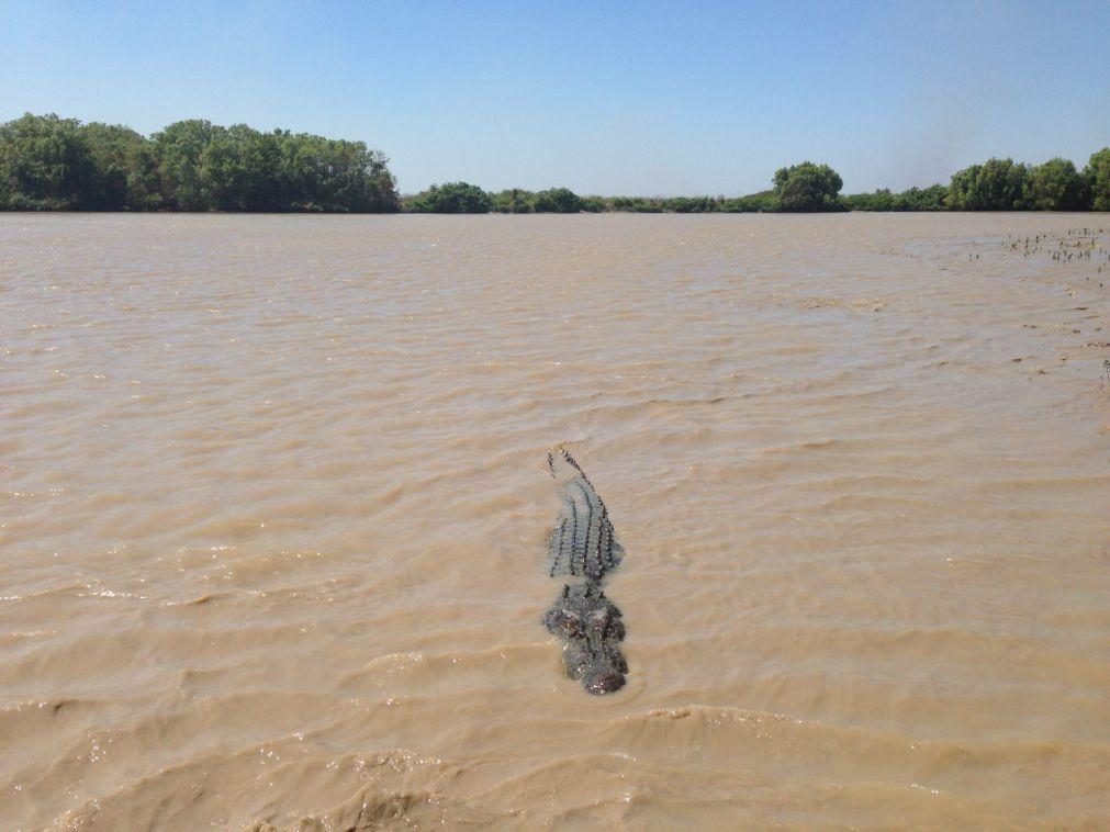 Crocodilos e afogamentos matam cinco pessoas em Moçambique