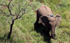Quinze feridos graves em tentativa de expulsar elefantes de campos agrícolas no sul de Moçambique
