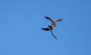 Populações de águias no Alentejo estáveis e a aumentar