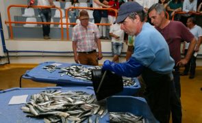 Campanha de avaliação da sardinha incide na costa ocidental até ao final do mês