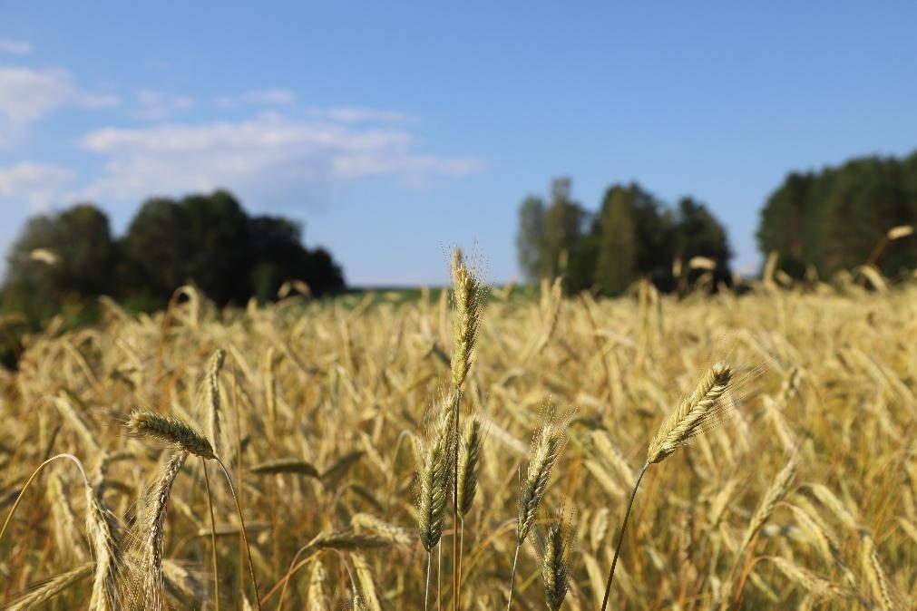 Como a guerra russa na Ucrânia elevou os preços do trigo