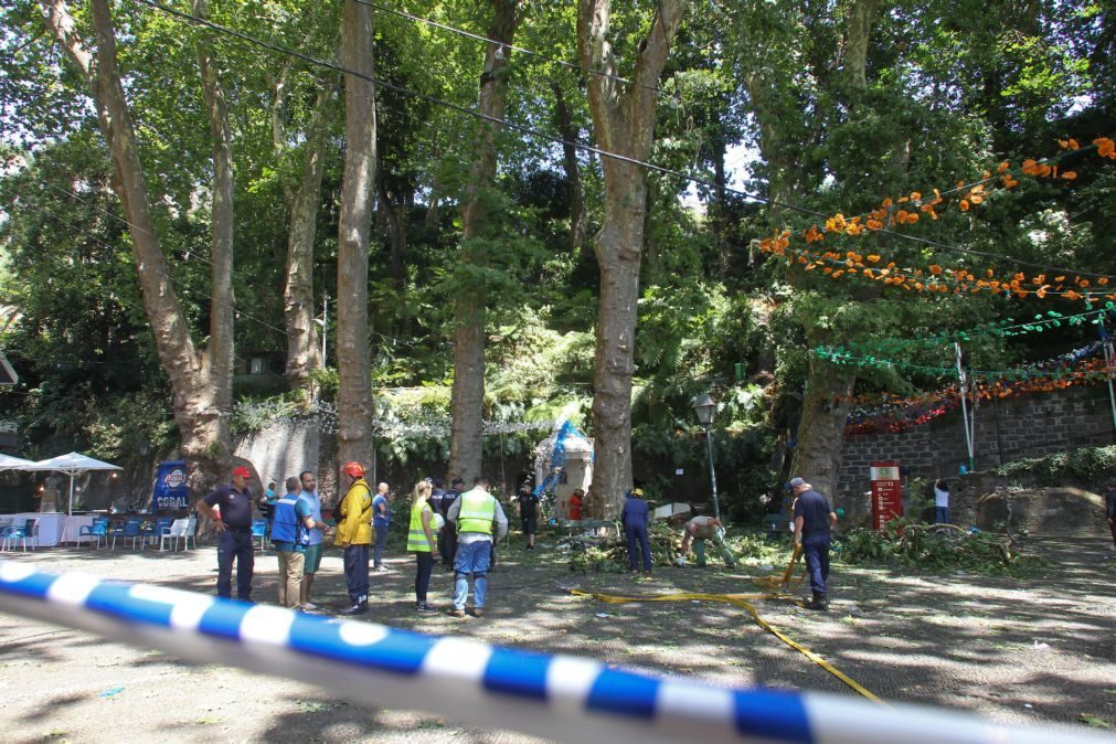 Sete pessoas continuam internadas após queda de árvore na Madeira