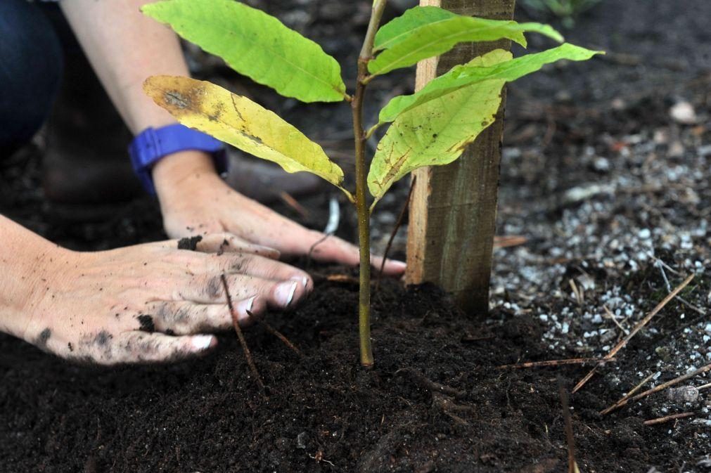 Câmara de Lisboa vai plantar duas árvores por cada uma que abater